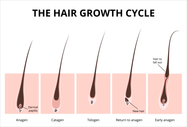 薄毛はヘアサイクルの乱れはパーマでは改善できません。