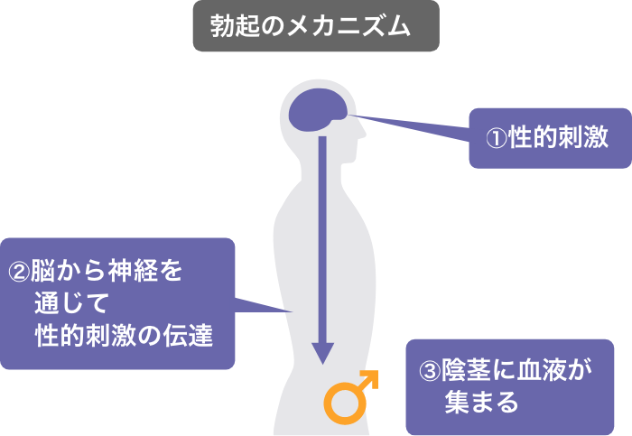 edsとpotsとは何ですか